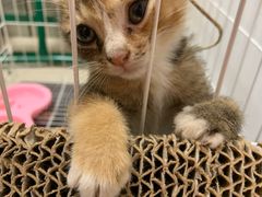 -瑞鹏宠物医院·骨科·猫科·内科(第一中心)