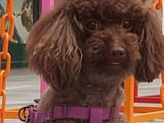 -帕帕拉兹宠物(亚洲旗舰店)