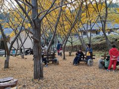 -千年银杏谷文化旅游区