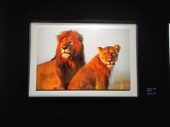 -罗红摄影艺术馆