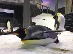 -悉尼海洋生物水族馆