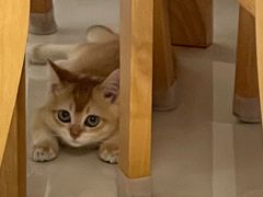 -lincat·猫舍(广州店)