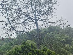 -鼎湖山风景区