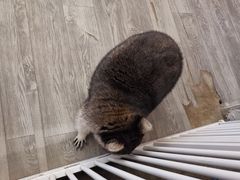 -浣熊柯尔鸭土拨鼠·电玩咖