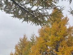 -苏木山森林公园