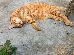 -颓记茶餐厅(美景总店)