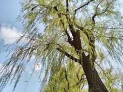 -长春市南湖公园