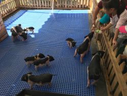 -萌宠亲子动物乐园(槐房万达店)