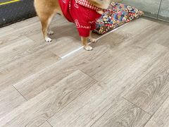 -柴迷FANS CLUB·柴犬狗咖·猫咖