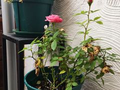 -IFIF 如果花園(宽厚里店)