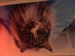 Anne猫窝咖啡屋-Anne猫窝咖啡屋