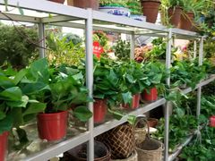 -双季花艺园艺市场(浦东店)