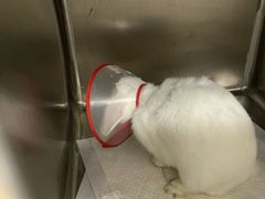 -瑞派·关忠动物医院·异宠专科·犬猫肿瘤·皮肤专科(望京店)