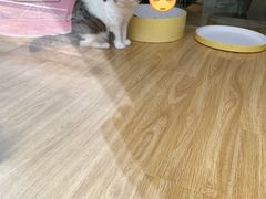 -啵啵喵·猫咖(攀华国际店)