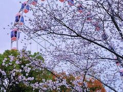 -顾村公园