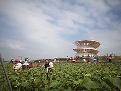 -光明小镇欢乐田园