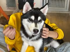 -Husky Go! 哈士奇体验馆·宠物咖啡厅狗咖
