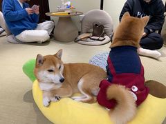 -逗柴咖啡屋·狗咖猫咖宠物桌游