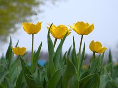 -北京国际鲜花港