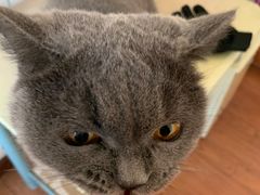 -艾贝尔宠物医院·24H转诊中心·肿瘤猫专科(江宁双龙店)