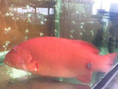 东星斑-国际金钻海鲜餐厅
