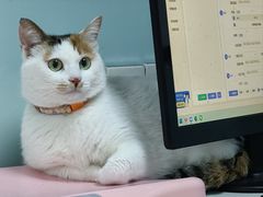 -嘉馨宠物医院·CT影像转诊·心脏科·犬猫全科诊疗中心(下沙大学城院区)