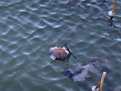 -野鸭湖国家湿地公园