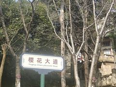 -武汉大学-樱园