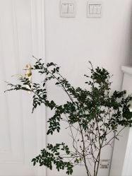 -小梨·OndaPro·专业脱毛连锁机构