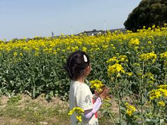 -苏州太湖西山岛开心农场