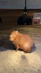 -Zoolung Zoolung动物主题公园(海信广场店)