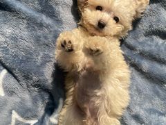 -韩宫宴烤肉·料理(南京江宁万达店)