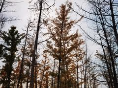 -汉长安城未央宫国家考古遗址公园