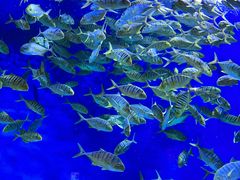 -成都浩海立方海洋公园