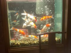 -浩运·海鲜青岛菜·海胆水饺(石老人店)