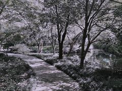 -秋霞圃