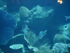 -迪拜水族馆及水下动物园