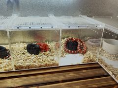 -中环花鸟鱼虫市场