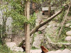 -都江堰中华大熊猫苑