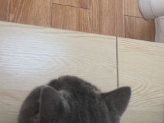 -乐派堂宠物医院·猫友好· 心脏科(东街店)