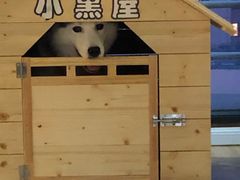 -Husky Go! 哈士奇体验馆·宠物咖啡厅狗咖