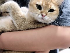 -逗柴咖啡屋·狗咖猫咖宠物桌游