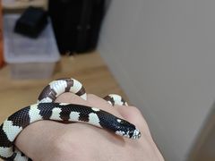 -酷以爬仙阁实体爬宠店·守宫·蜥蜴·专业繁育