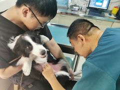 -哆趣宠物医院·眼科·内镜·急重症转诊中心(上海店)