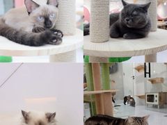 -喵园·猫主题咖啡厅·撸猫·猫咖(国贸店)