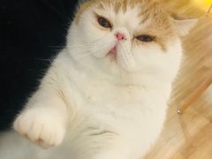 -滚猫咖啡·猫咖·猫友好撸猫(未来城店)