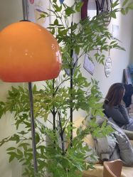 -变美丽半永久纹眉连锁·机器野生眉•洗眉