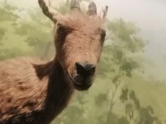 -重庆自然博物馆(新馆)