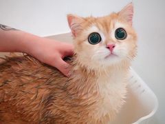 -momokira米努特·德文卷毛猫·棉花面纱犬