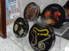 -半岛宠物医院24小时(白果林店)